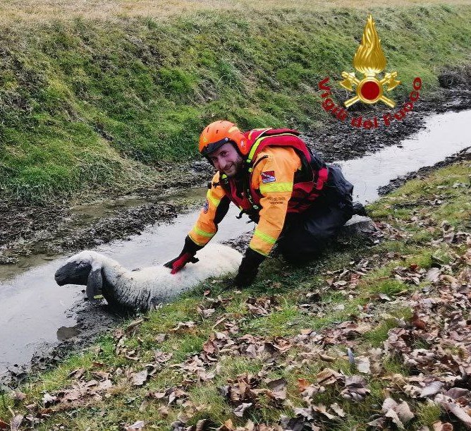 BRUGNERA: SOCCORSA PECORA 'SMARRITA' E INTRAPPOLATA NEL FANGO, IN UN CANALE